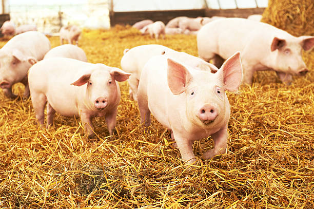 若い子豚の農場の豚の干し草 - pig ストックフォトと画像