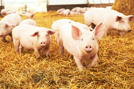 herd of young piglet on hay and straw at pig breeding farm