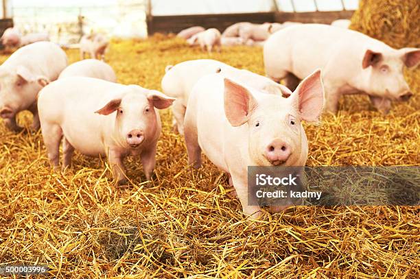 Young Piglet On Hay At Pig Farm Stock Photo - Download Image Now - Pig, Pork, Farm