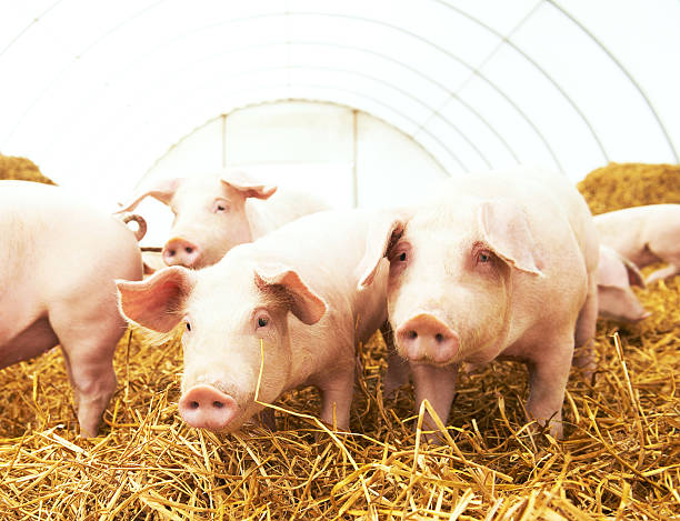 istock young piglet on hay at pig farm 500004004