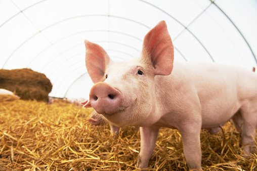 One young piglet on hay and straw at pig breeding farm