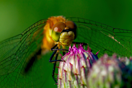 Macro Photograph Dragonfly
