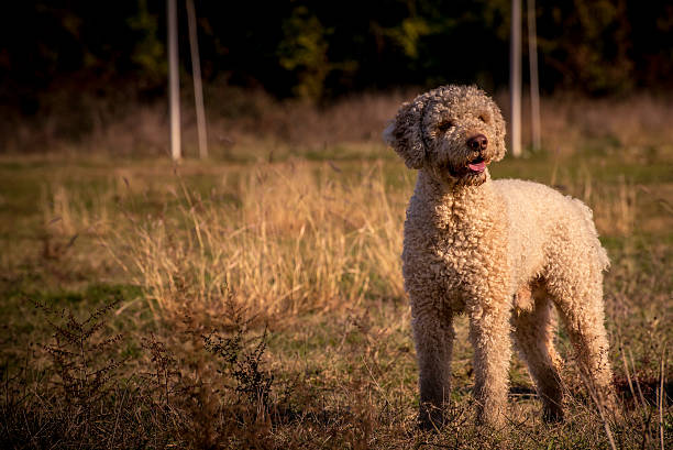 Lagotoo romagnolo in the field Picture of lagotto romagnolo, the only breed of dog that is officially recognized as specialized in truffle hunting. lagotto romagnolo stock pictures, royalty-free photos & images