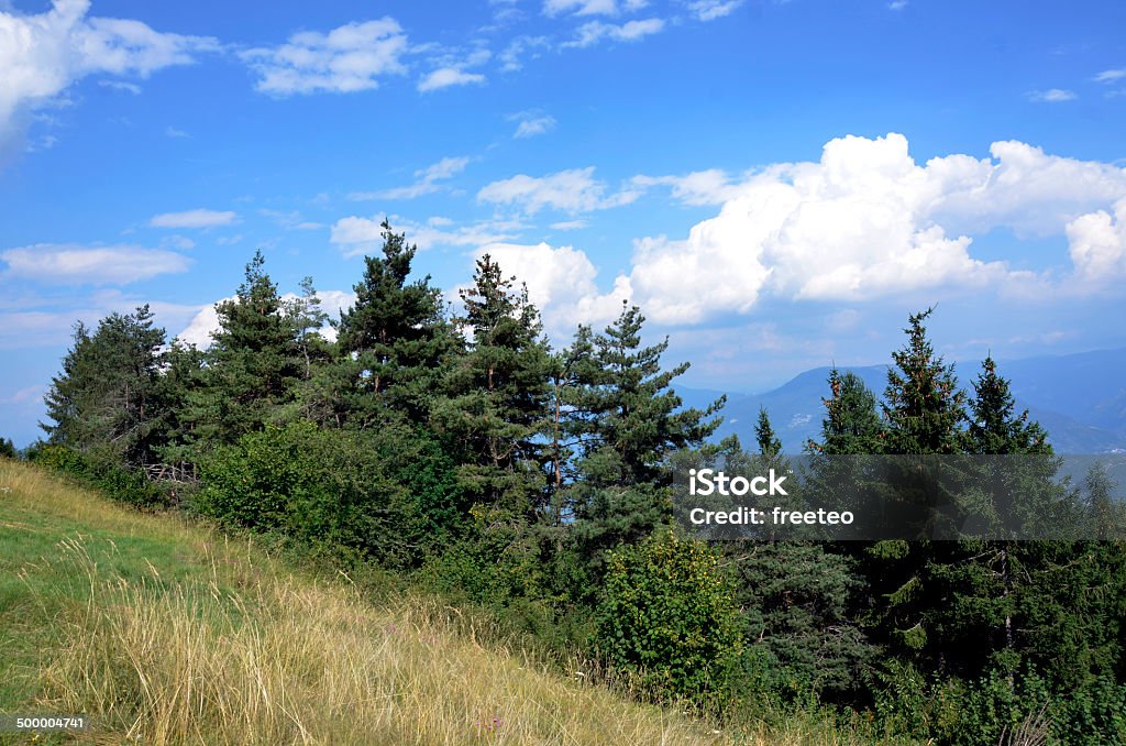 tree forest Summer pin tree forest landscape with storm clouds Blue Stock Photo