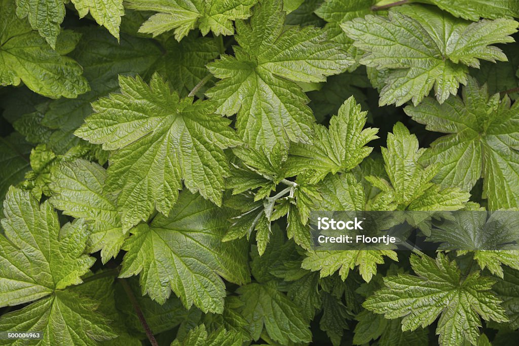 Nature: Leafs More Photos like this here... Backgrounds Stock Photo