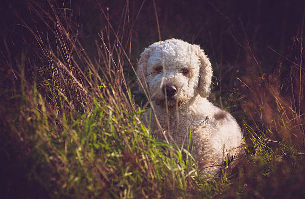 Lagotto romagnolo Picture of lagotto romagnolo. Lagotto romagnolo  is the only breed of dog that is officially recognized as specialized in truffle hunting. lagotto romagnolo stock pictures, royalty-free photos & images