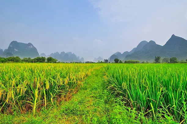 Beautiful Li river side Karst mountain landscape with ricefield in Yangshuo Guilin, China