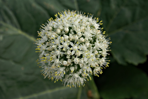 Onion Flower, who producing seeds.