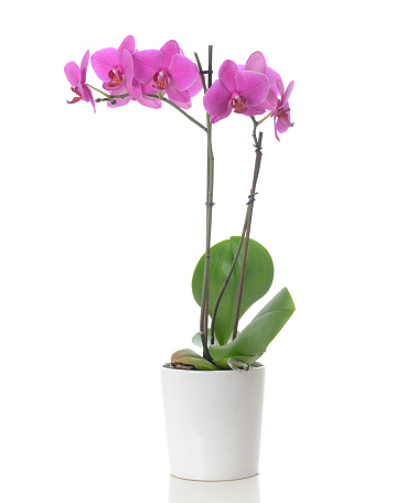 Phalaenopsis orchids in flowerpot. Isolated on white.