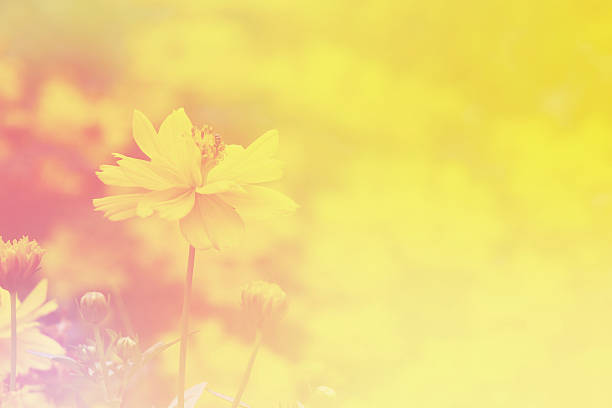 istock Cosmos flower pastel  blurry background. 500006712