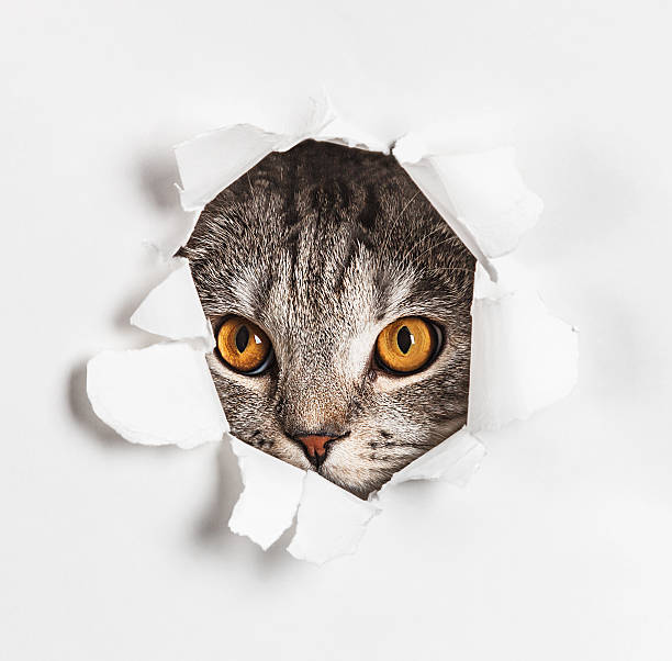 istock Cat looks through a hole in paper 500006872