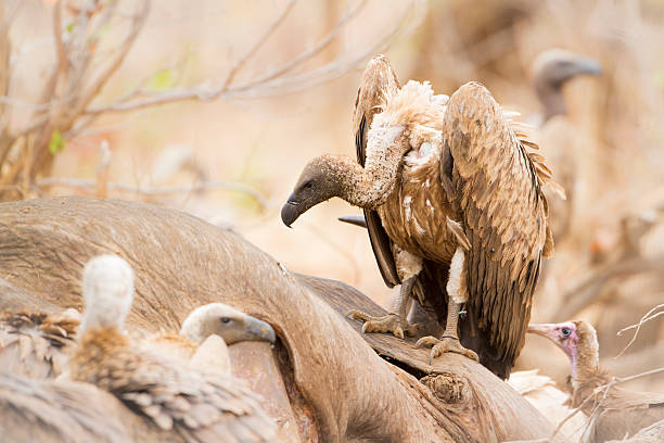 istock Cape vulture in Kruger National park 500007056