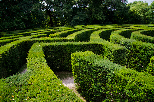 Hedges labyrinth
