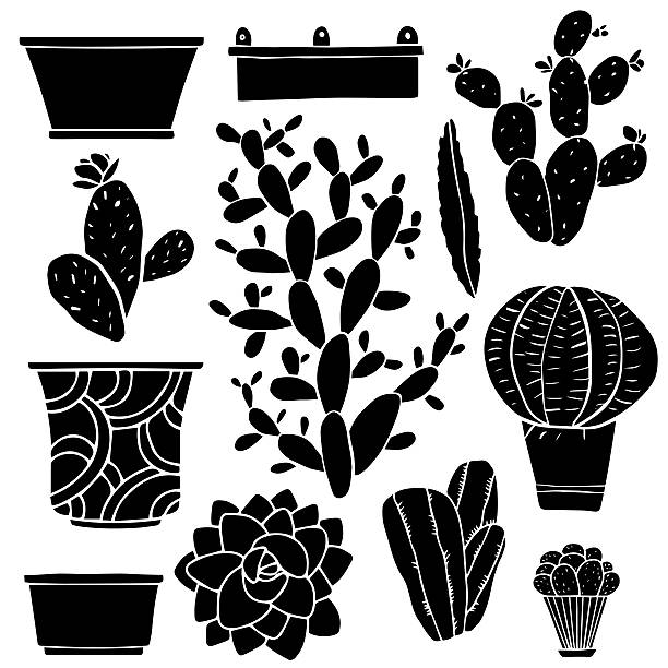 ilustraciones, imágenes clip art, dibujos animados e iconos de stock de cactus, houseplants, flowerpots, vasijas de cajas - cactus blooming southwest usa flower head