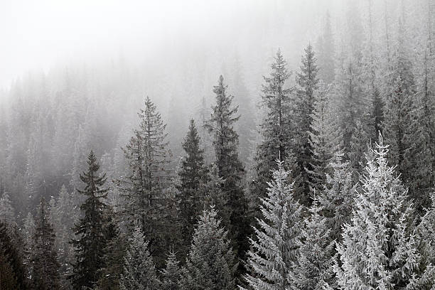 frozen forêt d'hiver dans le brouillard - mountain peak snow mountain winter photos et images de collection