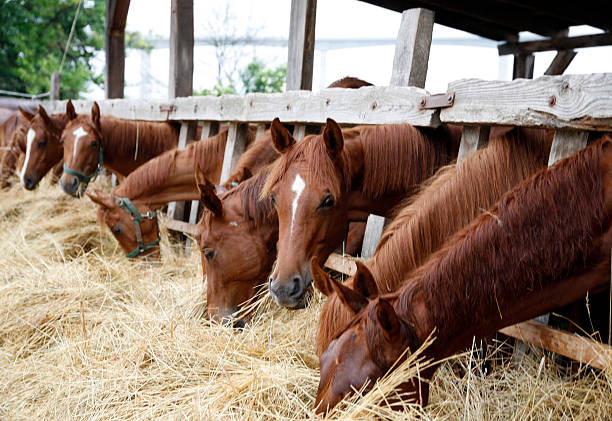 istock Young horses eating fresh hay 500017206