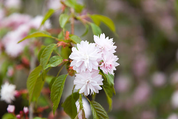 istock Pink cherry flowers with young leaves. 500017216