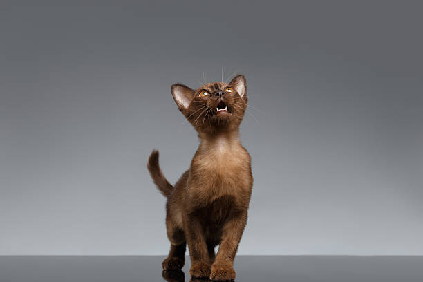 istock Chocolate Burma kitten Meowing and looking up on Gray 500017322