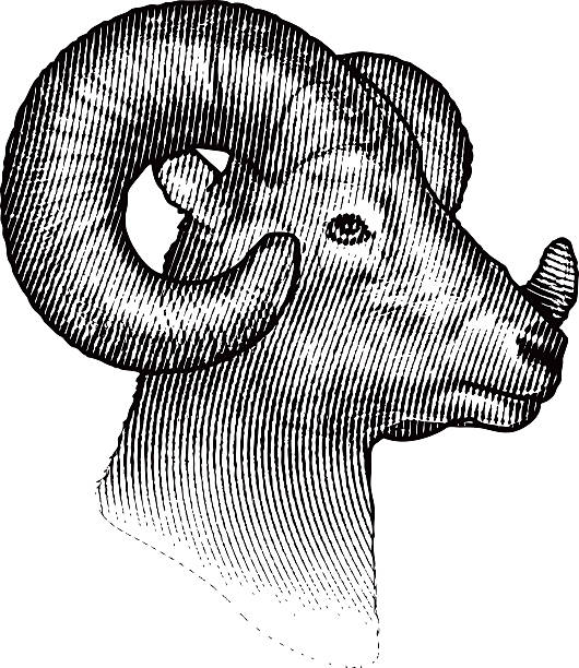 オオツノヒツジ白背景 - ram bighorn sheep animal head animal themes点のイラスト素材／クリップアート素材／マンガ素材／アイコン素材