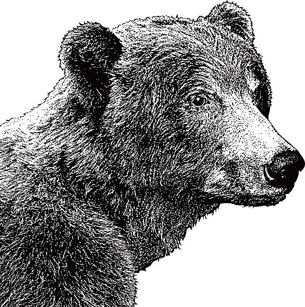 Vector illustration of Grizzly Bear Mezzotint