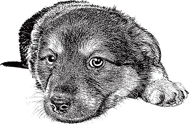 Vector illustration of Cute Puppy