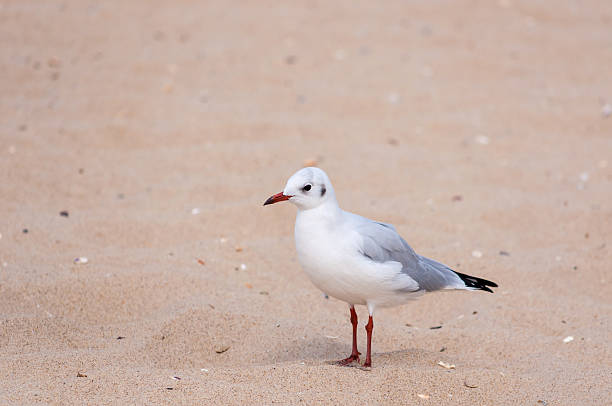 istock Seagull on sand, Bird, seagull Background, Ornithology 500018152