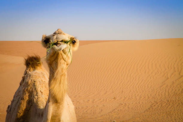 istock Camel feeding in the UAE desert 500018445