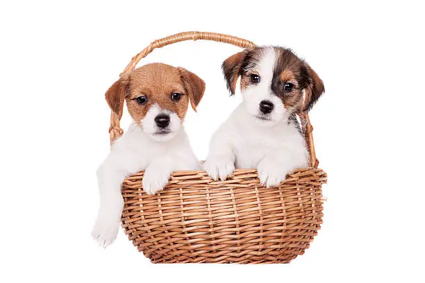 Two Jack Russell puppies (1,5 month old) isolated on white