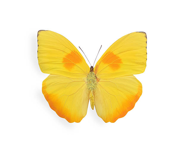 istock Yellow butterfly isolated on white 500018775