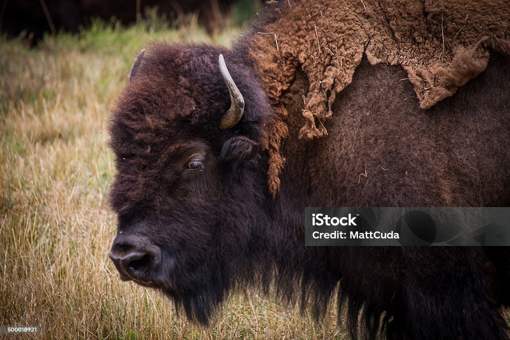 Portrait of a Bison A bison pauses while grazing in this field. Agricultural Field Stock Photo