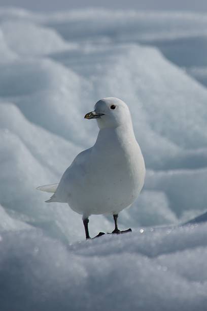 istock Close-up of ivory gull standing on iceberg 500019119