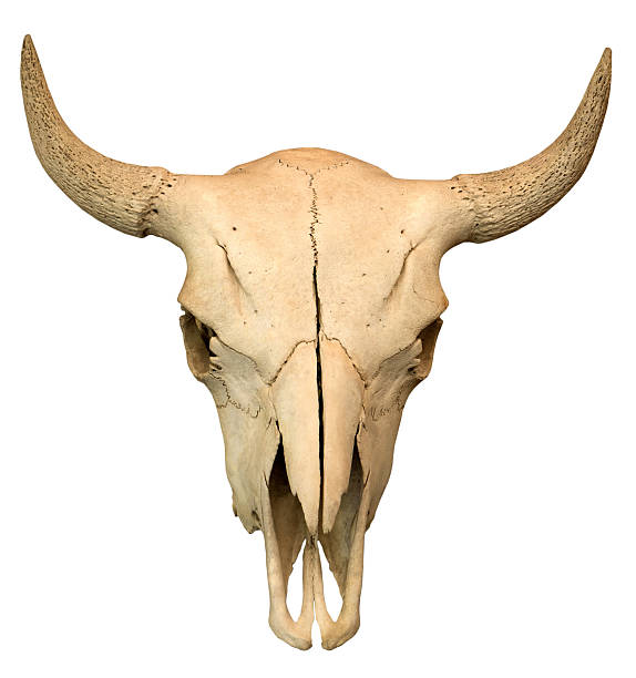 корова череп изолирован на белом фоне - animal skull cow animal skeleton animal стоковые фото и изображения