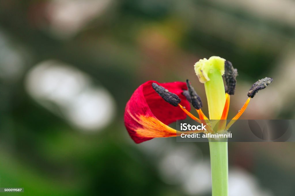 Inside of tulip stamen, pistil, anter and petal Inside of wilted tulip stamen, pistil, anter and petal. Beauty In Nature Stock Photo