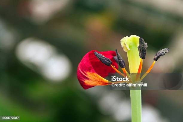 Inside Of Tulip Stamen Pistil Anter And Petal Stock Photo - Download Image Now - Beauty In Nature, Botany, Close-up