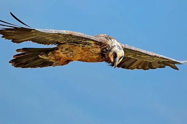 Photo of Bearded vulture in flight
