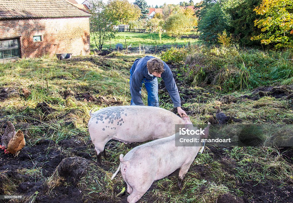 feeding his pigs An organic farmer is feeding his pigs (all scripts and logos blurred) One Person Stock Photo