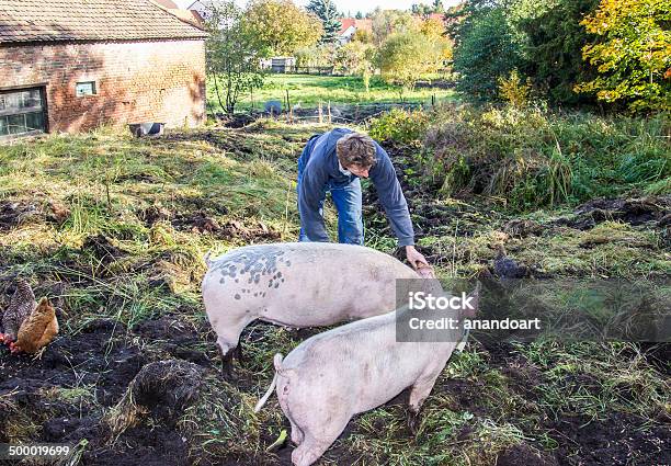 Feeding His Pigs Stock Photo - Download Image Now - One Person, Pig, People