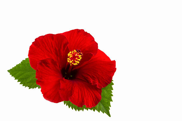 istock Red hibiscus flower isolated. 500019743