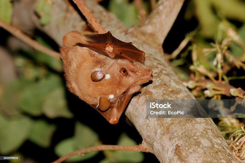 Gambian Epauletted fruit bat Gambian epauletted fruit bat (Epomophorus gambianus), Kruger National Park, South Africa 2015 Stock Photo