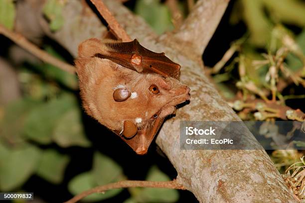 Gambian Epauletted Fruit Bat Stock Photo - Download Image Now - 2015, Africa, Animal