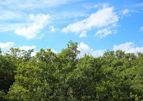 Treetop view with clouds and blue sky