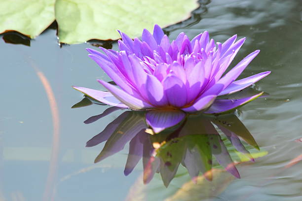 istock Lotus flower in the pond 500020383