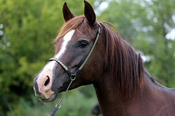 istock Head shot of a young arabian mare with long mane 500021048