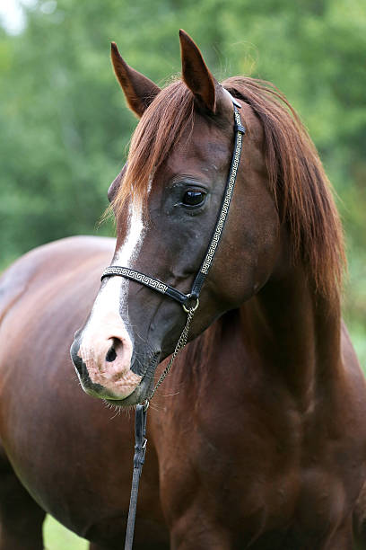 istock Beautiful chestnut horse head on meadow summer time 500021176