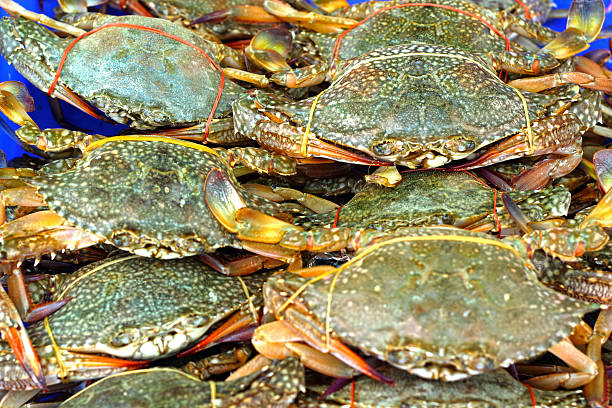 istock Fresh crab on the market. 500021345