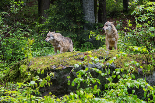 Two wolves on a rock in a national park. Canis lupus . Austria