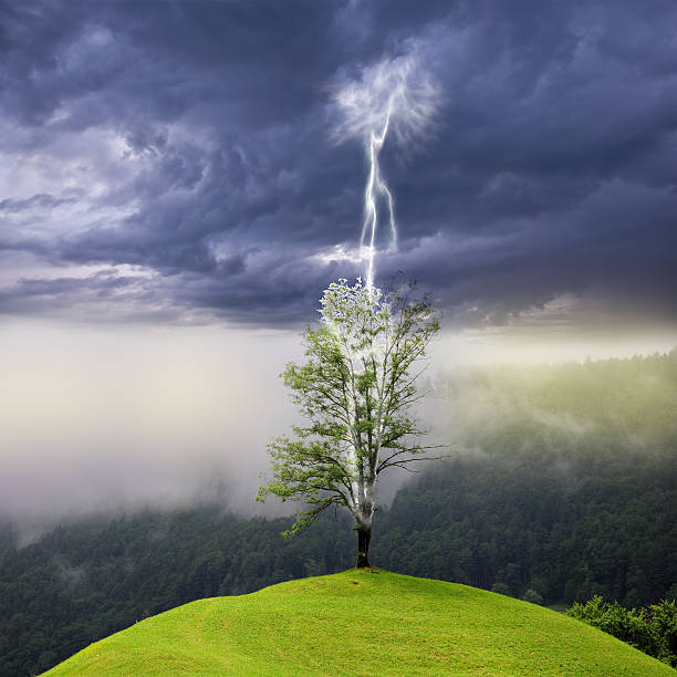 albero sulla collina. - meteorology rain fog forest foto e immagini stock