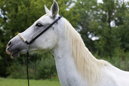Side view portrait of a purebred young arabian horse