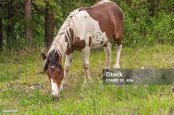 말 Grazes 메도 0명에 대한 스톡 사진 및 기타 이미지 - 0명, 가문비나무, 가축떼