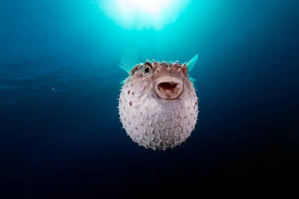 Photo of Yellowspotted burrfish using its defense system.